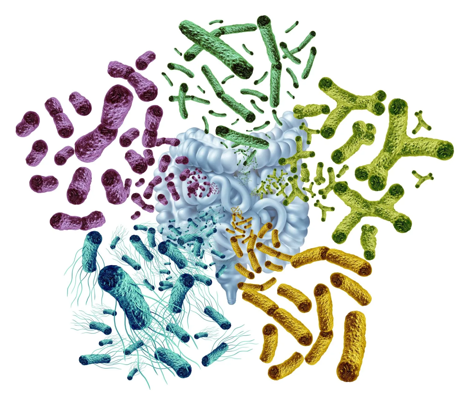 الأمعاء الصحية تنظم ضغط الدم: دراسة أمريكية تؤكد دور “الميكروبيوتا” في حماية القلب 