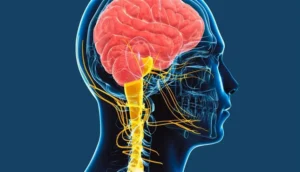 دراسة دولية تثبت دور “العصب المبهم” في تأخير شيخوخة خلايا القلب