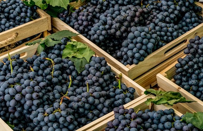 توقيت العنب يعزز فوائده للصحة والطاقة والنوم 