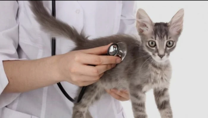 ارتفاع أسعار تطعيم القطط يثير استياء المربين وسط غياب التسعير الموحد 