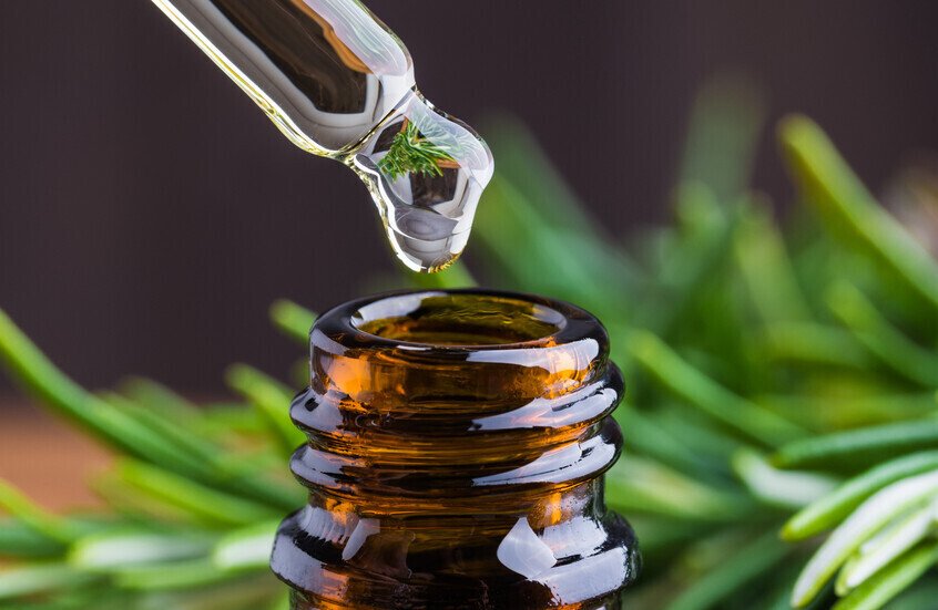 “إكليل الجبل”.. حارس الذاكرة الجديد في مواجهة الآثار الجانبية للعلاج الكيميائي 