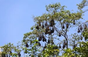 قاتل في ثمرة مانجو.. “فيروس نيباه” يهدد البشر عبر لعاب الخفافيش