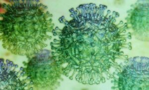 قنابل موقوتة.. “إنفلونزا الأبقار” و”كورونا الكلاب” يهددان الصحة العالمية