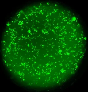 جلد “ذكي” يتوهج بالأخضر.. إنذار بيولوجي مبكر يكشف الأمراض الصامتة