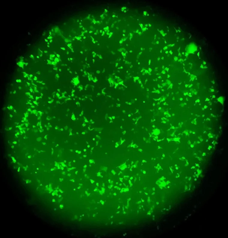 جلد “ذكي” يتوهج بالأخضر.. إنذار بيولوجي مبكر يكشف الأمراض الصامتة 