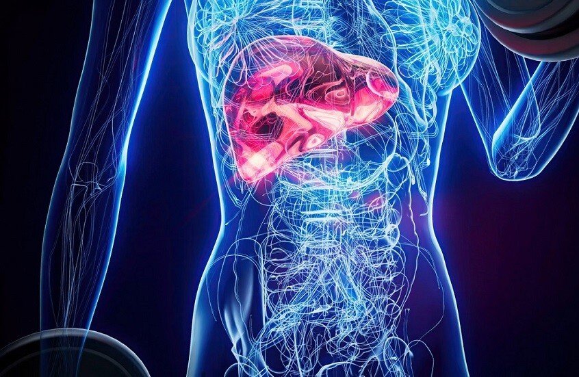 دراسة روسية: تليف الكبد يغير بنية القلب ويزيد من مخاطر الوفاة 