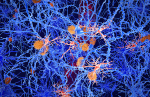 باحثون يكتشفون علاجاً لصرع “الفص الصدغي” عبر إزالة الخلايا الهرمة