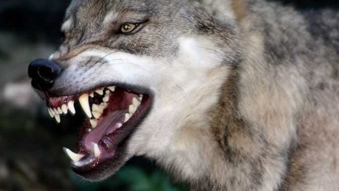 “تجمّد كالشجرة”.. استراتيجية البقاء عند مواجهة كلب عدواني 