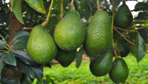 لماذا يمنحك "الأفوكادو مع الطماطم" فوائد مضاعفة لا تحققها الوجبات المنفردة؟ 1 أفوكادو