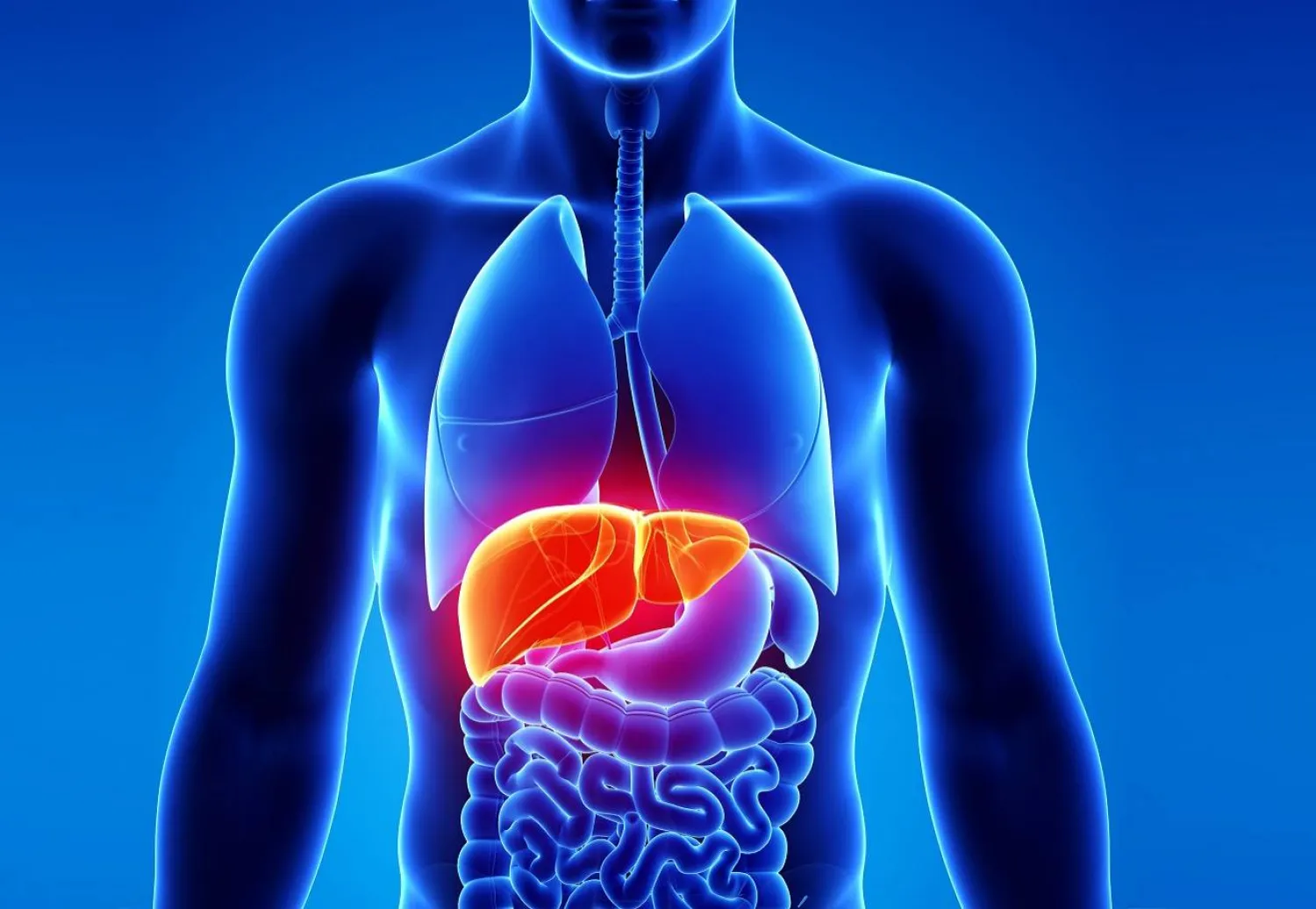 كاشف جديد يكشف أسباب أمراض الكبد 