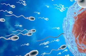 تقلبات الفصول وتأثيرها على حركة الحيوانات المنوية