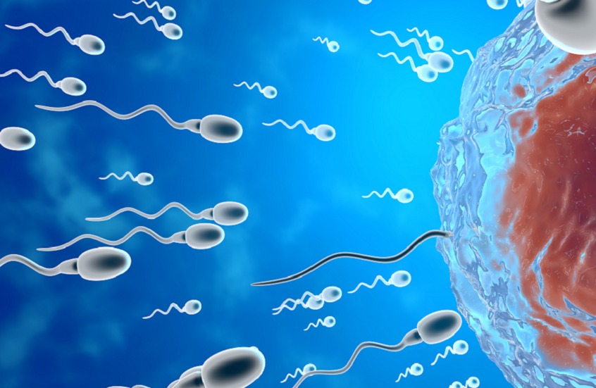 تقلبات الفصول وتأثيرها على حركة الحيوانات المنوية 